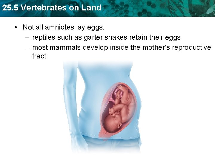 25. 5 Vertebrates on Land • Not all amniotes lay eggs. – reptiles such