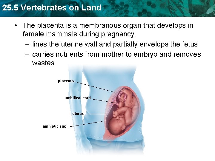 25. 5 Vertebrates on Land • The placenta is a membranous organ that develops