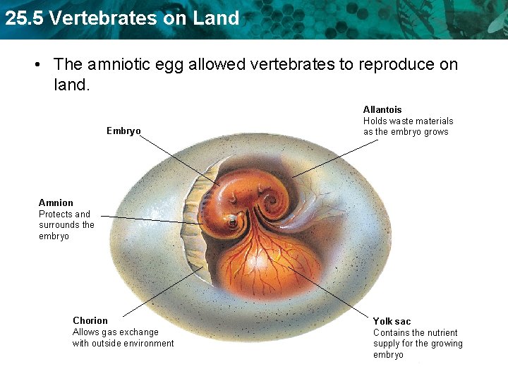 25. 5 Vertebrates on Land • The amniotic egg allowed vertebrates to reproduce on