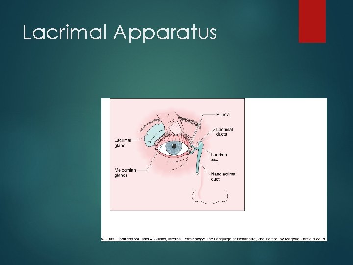Lacrimal Apparatus 