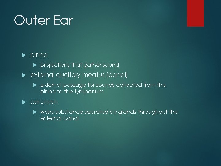 Outer Ear pinna external auditory meatus (canal) projections that gather sound external passage for