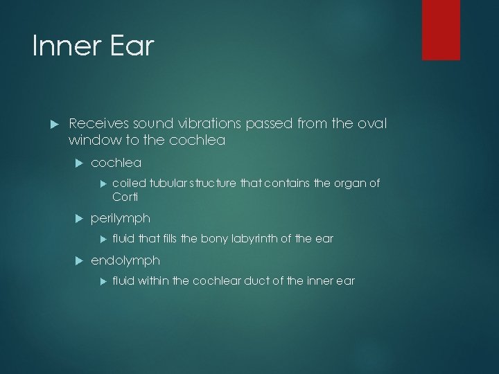 Inner Ear Receives sound vibrations passed from the oval window to the cochlea perilymph