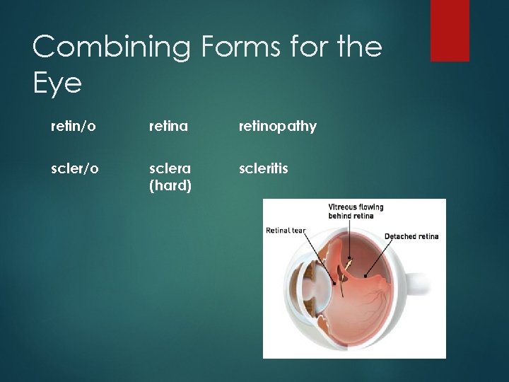 Combining Forms for the Eye retin/o retina retinopathy scler/o sclera (hard) scleritis 