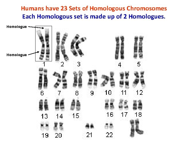 Humans have 23 Sets of Homologous Chromosomes Each Homologous set is made up of