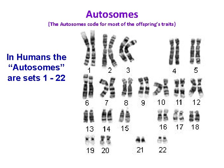 Autosomes (The Autosomes code for most of the offspring’s traits) In Humans the “Autosomes”