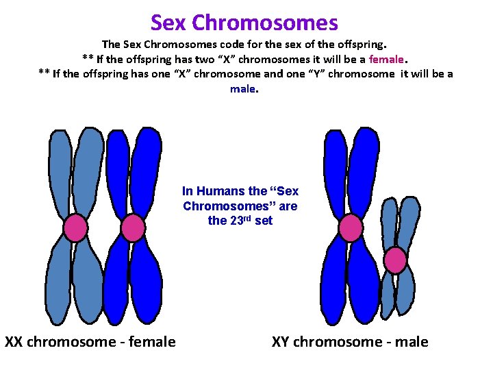 Sex Chromosomes The Sex Chromosomes code for the sex of the offspring. ** If