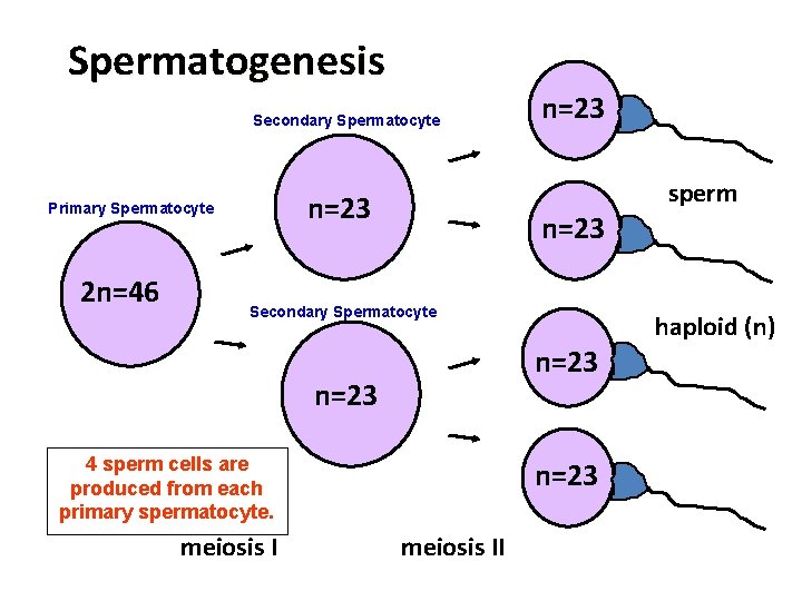Spermatogenesis Secondary Spermatocyte human sex cell 2 n=46 sperm n=23 Primary Spermatocyte n=23 Secondary