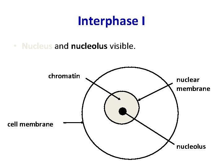 Interphase I • Nucleus and nucleolus visible. chromatin nuclear membrane cell membrane nucleolus 