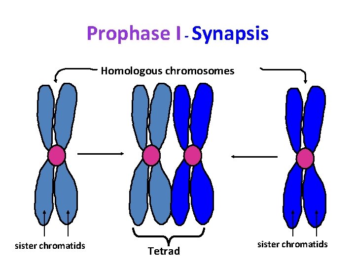 Prophase I - Synapsis Homologous chromosomes sister chromatids Tetrad sister chromatids 