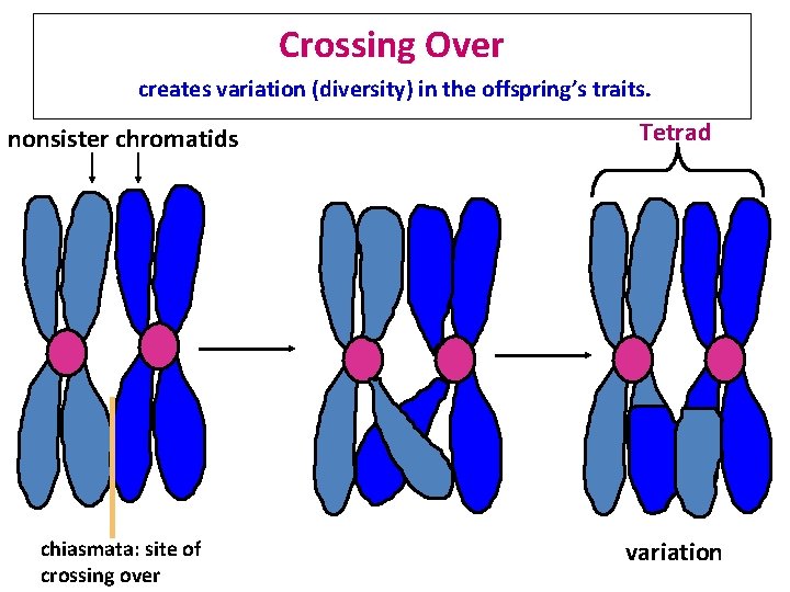 Crossing Over creates variation (diversity) in the offspring’s traits. nonsister chromatids Tetrad chiasmata: site