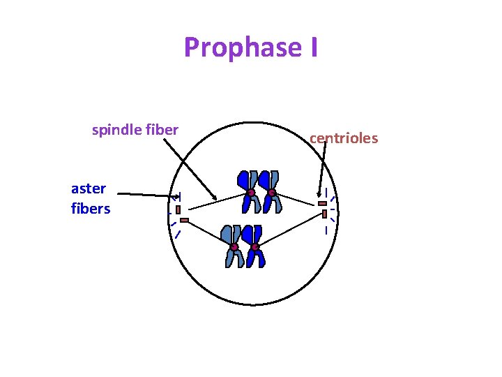 Prophase I spindle fiber aster fibers centrioles 