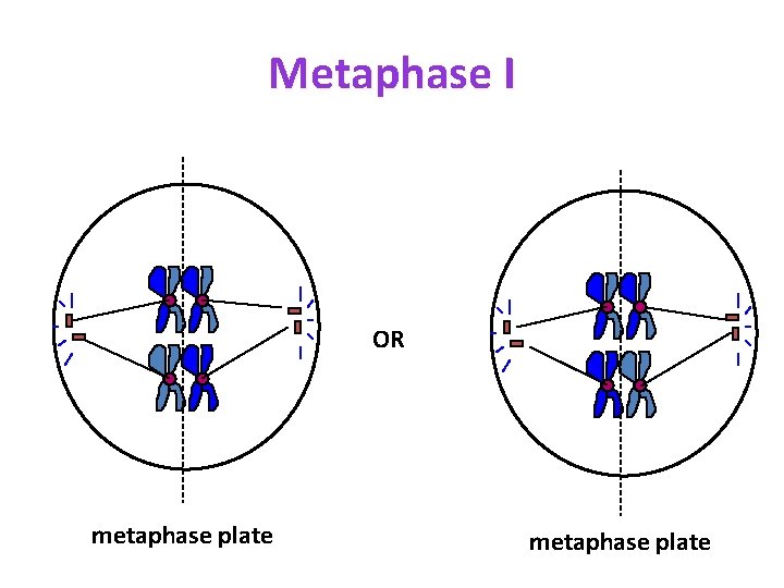 Metaphase I OR metaphase plate 