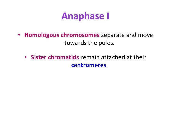 Anaphase I • Homologous chromosomes separate and move towards the poles. • Sister chromatids