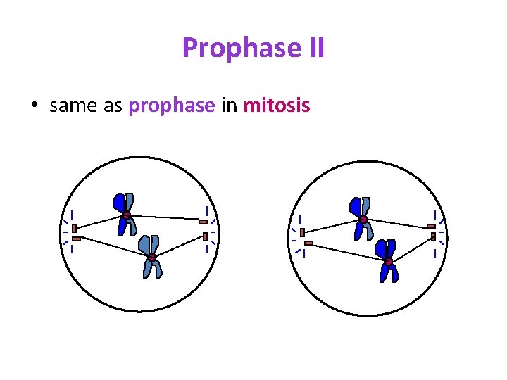 Prophase II • same as prophase in mitosis 