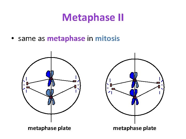 Metaphase II • same as metaphase in mitosis metaphase plate 