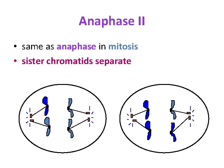 Anaphase II • same as anaphase in mitosis • sister chromatids separate 