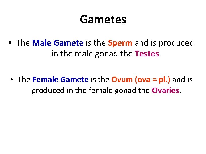 Gametes • The Male Gamete is the Sperm and is produced in the male