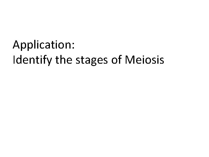Application: Identify the stages of Meiosis 