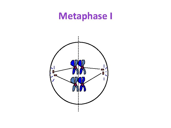 Metaphase I 
