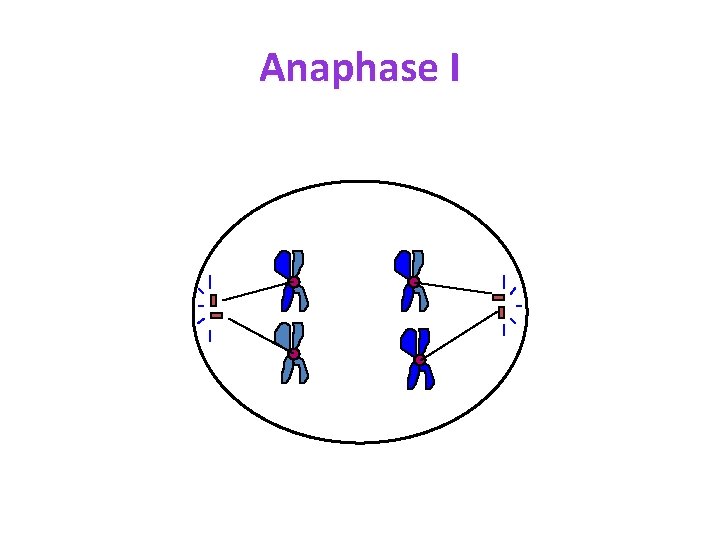 Anaphase I 