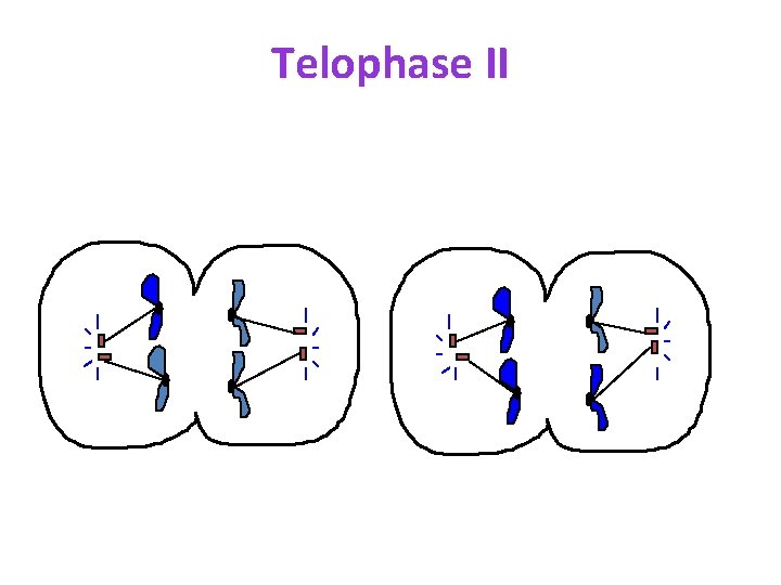 Telophase II 