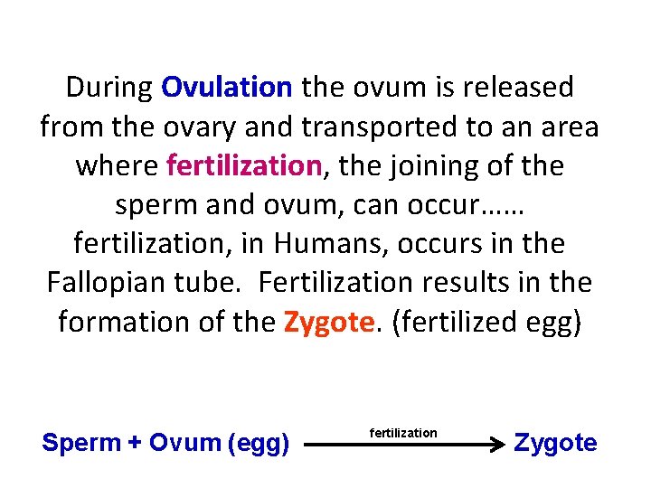 During Ovulation the ovum is released from the ovary and transported to an area
