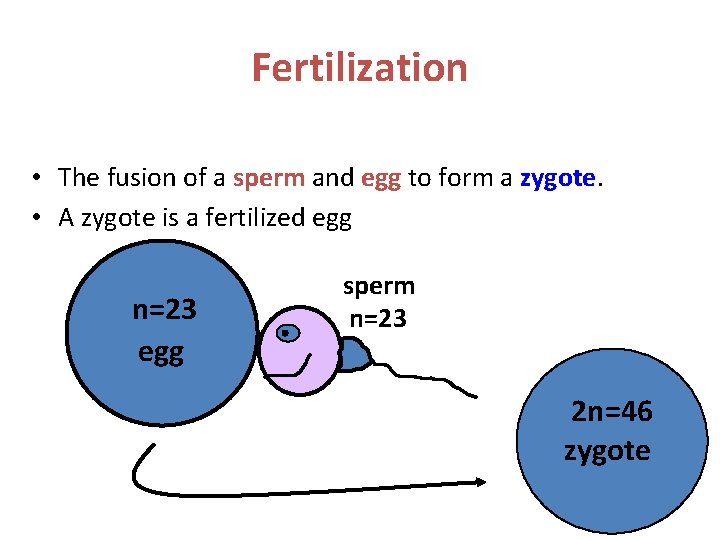 Fertilization • The fusion of a sperm and egg to form a zygote •