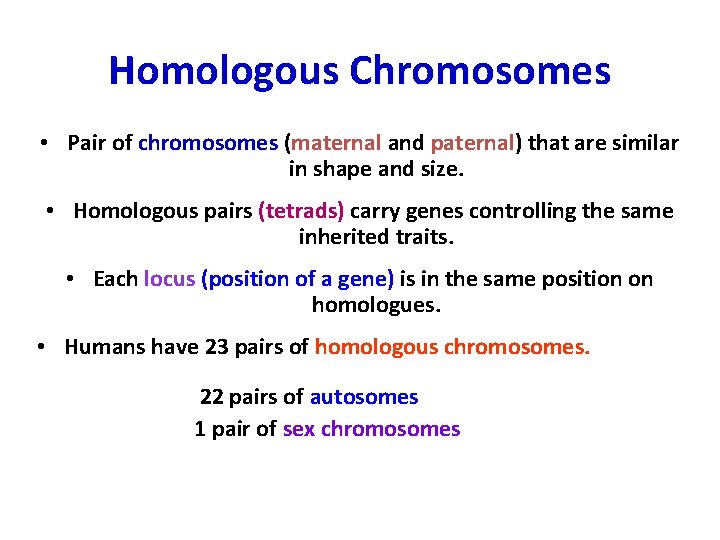 Homologous Chromosomes • Pair of chromosomes (maternal and paternal) paternal that are similar in