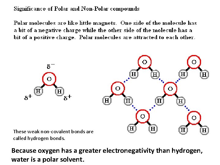 These weak non-covalent bonds are called hydrogen bonds. Because oxygen has a greater electronegativity