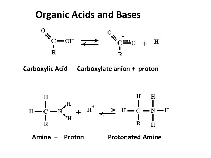 Organic Acids and Bases Carboxylic Acid Carboxylate anion + proton Amine + Protonated Amine
