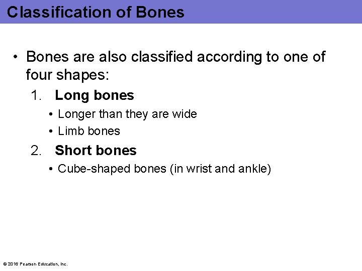 Classification of Bones • Bones are also classified according to one of four shapes: