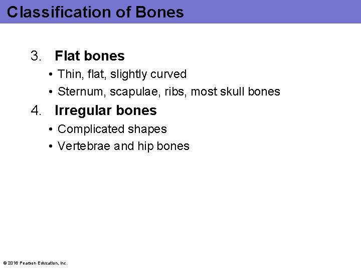 Classification of Bones 3. Flat bones • Thin, flat, slightly curved • Sternum, scapulae,
