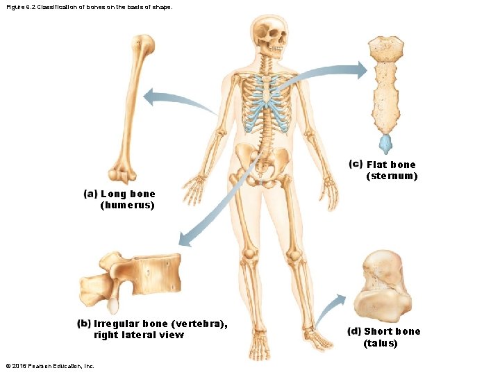 Figure 6. 2 Classification of bones on the basis of shape. Flat bone (sternum)