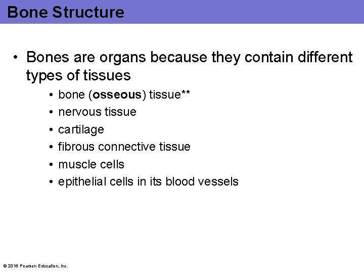 Bone Structure • Bones are organs because they contain different types of tissues •