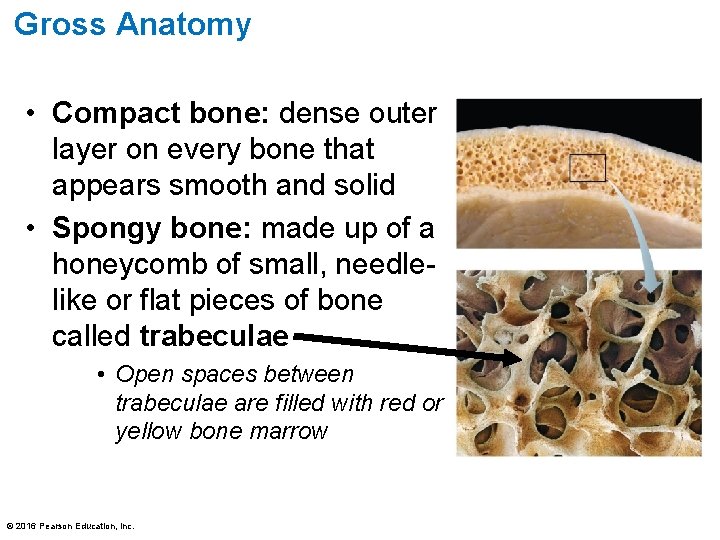 Gross Anatomy • Compact bone: dense outer layer on every bone that appears smooth