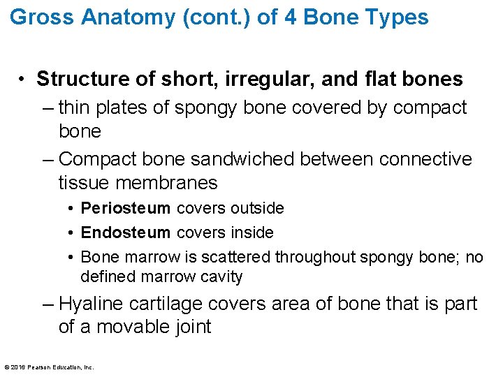 Gross Anatomy (cont. ) of 4 Bone Types • Structure of short, irregular, and