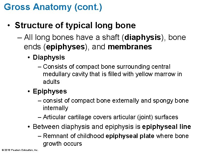 Gross Anatomy (cont. ) • Structure of typical long bone – All long bones