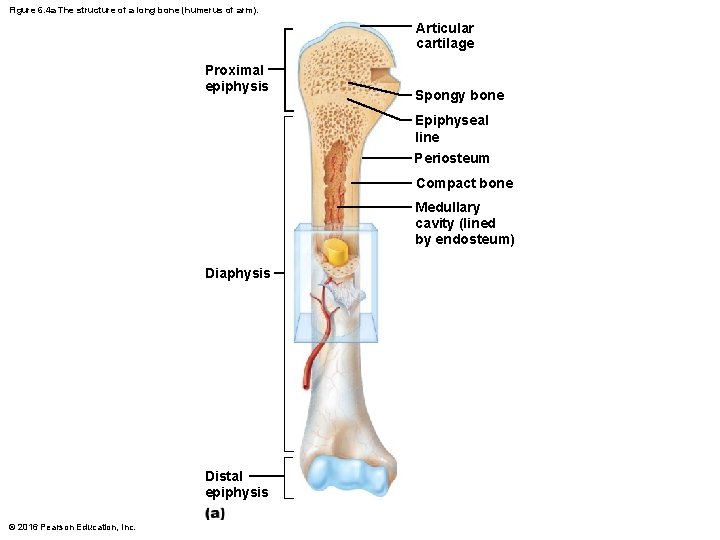 Figure 6. 4 a The structure of a long bone (humerus of arm). Articular