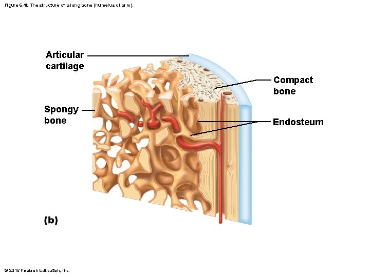 Figure 6. 4 b The structure of a long bone (humerus of arm). Articular