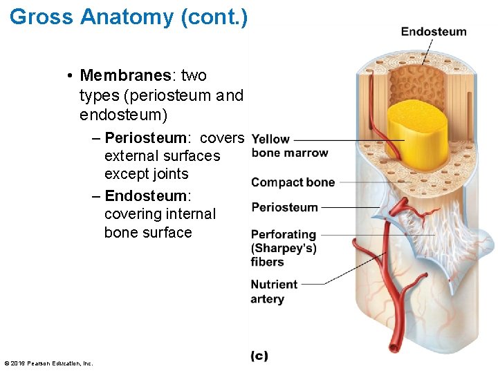 Gross Anatomy (cont. ) • Membranes: two types (periosteum and endosteum) – Periosteum: covers