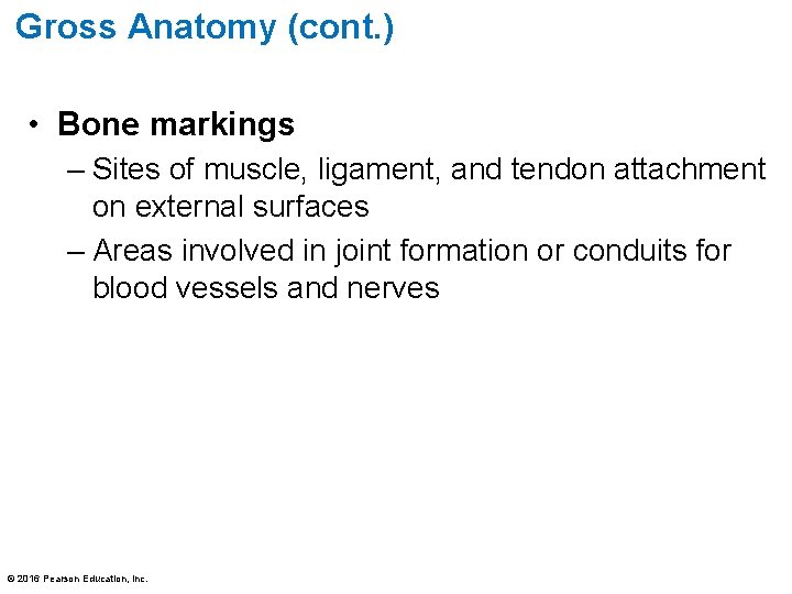 Gross Anatomy (cont. ) • Bone markings – Sites of muscle, ligament, and tendon