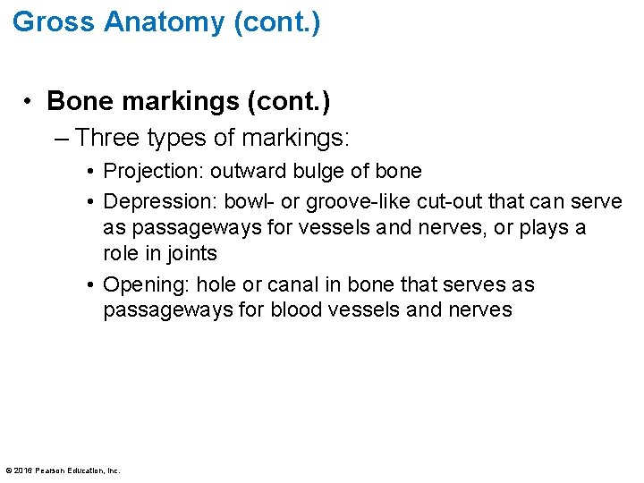 Gross Anatomy (cont. ) • Bone markings (cont. ) – Three types of markings:
