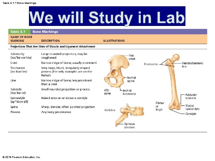 Table 6. 1 -1 Bone Markings © 2016 Pearson Education, Inc. 