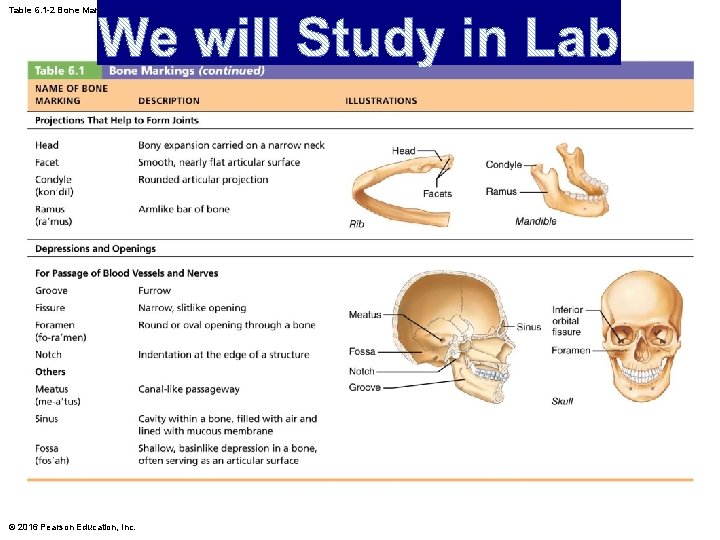 Table 6. 1 -2 Bone Markings (continued) © 2016 Pearson Education, Inc. 