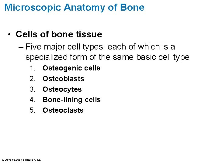 Microscopic Anatomy of Bone • Cells of bone tissue – Five major cell types,