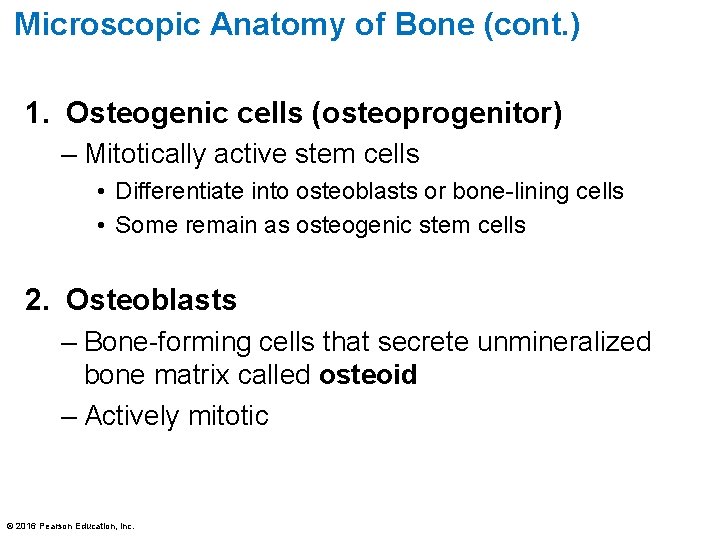 Microscopic Anatomy of Bone (cont. ) 1. Osteogenic cells (osteoprogenitor) – Mitotically active stem