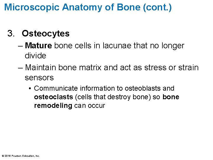 Microscopic Anatomy of Bone (cont. ) 3. Osteocytes – Mature bone cells in lacunae