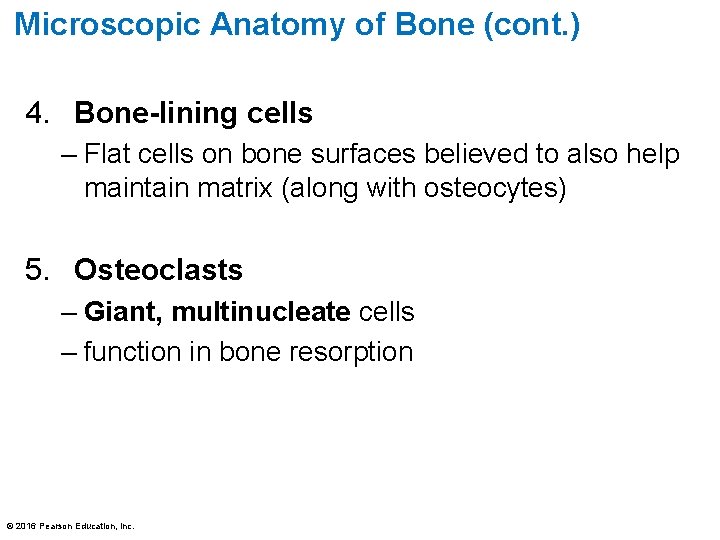 Microscopic Anatomy of Bone (cont. ) 4. Bone-lining cells – Flat cells on bone