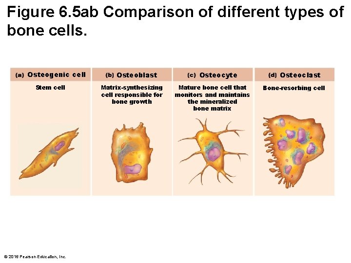 Figure 6. 5 ab Comparison of different types of bone cells. Osteogenic cell Stem