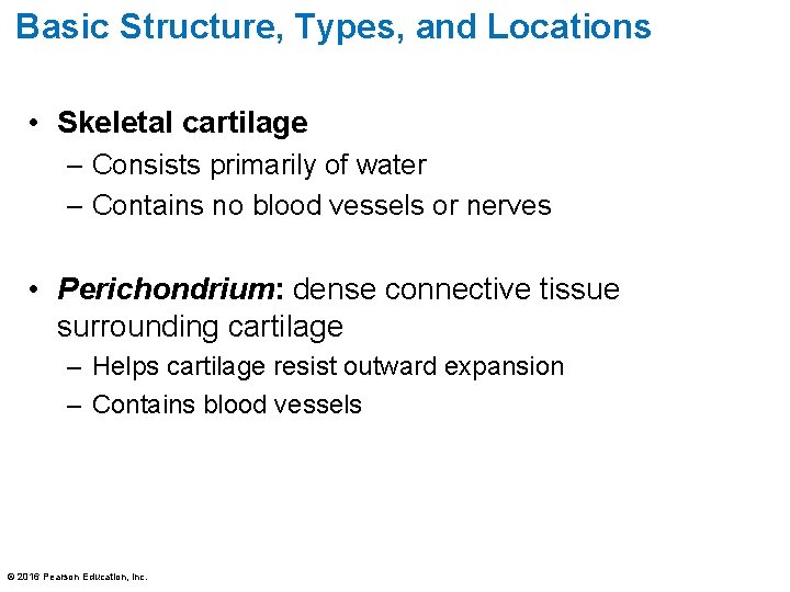 Basic Structure, Types, and Locations • Skeletal cartilage – Consists primarily of water –